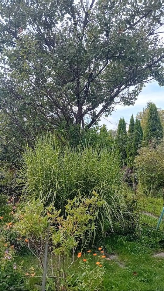 Działka rod Warszawa Mokotów, ul. Imielińska. Zdjęcie 6