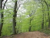 Działka leśna Koźmice Wielkie. Zdjęcie 2