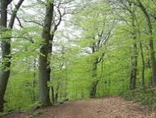 Działka leśna Koźmice Wielkie. Zdjęcie 3