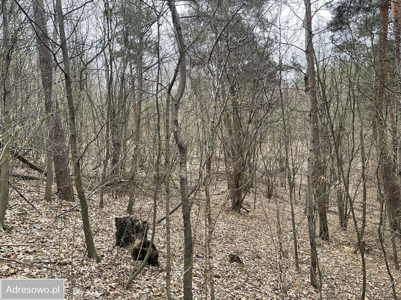 Działka rolna Gorzków Stary. Zdjęcie 7