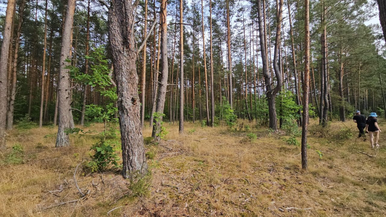 Działka leśna Janowo, ul. Przasnyska. Zdjęcie 9