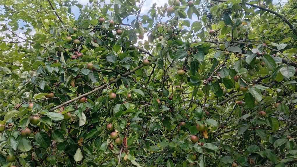 Działka rod Wrocław Zacisze. Zdjęcie 5