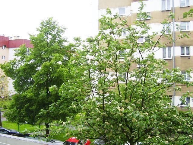 Mieszkanie 2-pokojowe Rawicz, ul. Stanisława Mikołajewicza. Zdjęcie 10