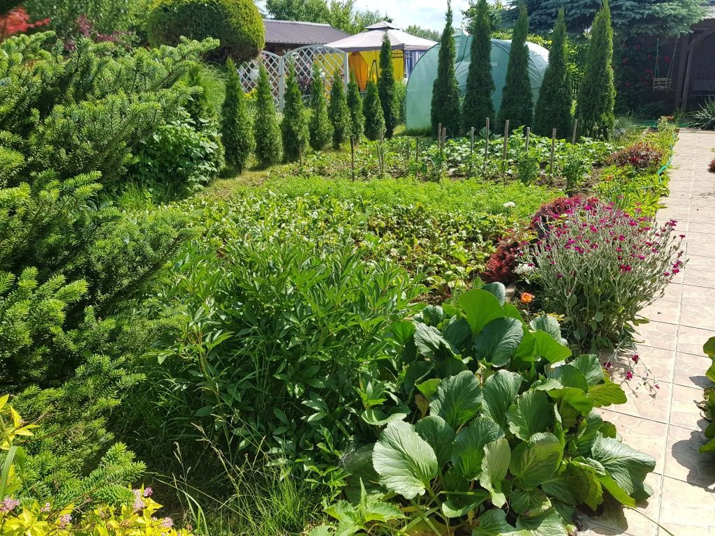 Działka rod Tarnobrzeg. Zdjęcie 5