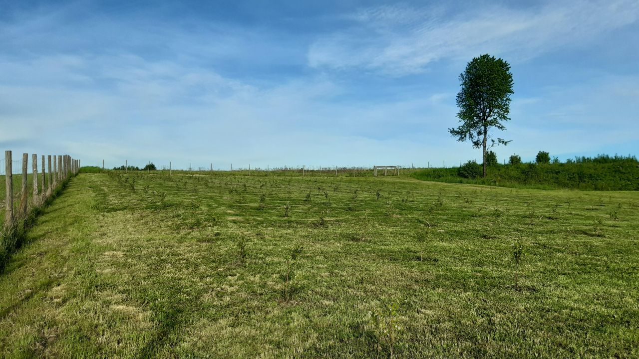 gospodarstwo, 5 pokoi Markuszowa. Zdjęcie 12