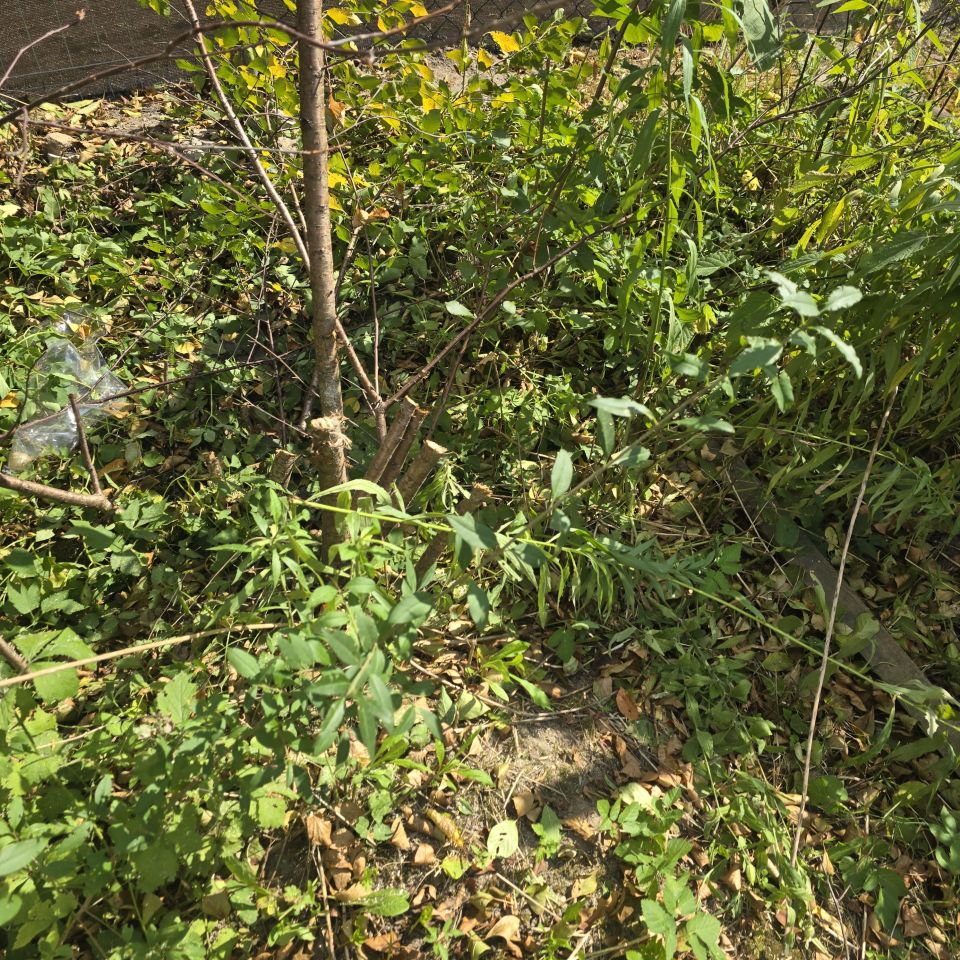 Działka rekreacyjna Piechcin. Zdjęcie 16