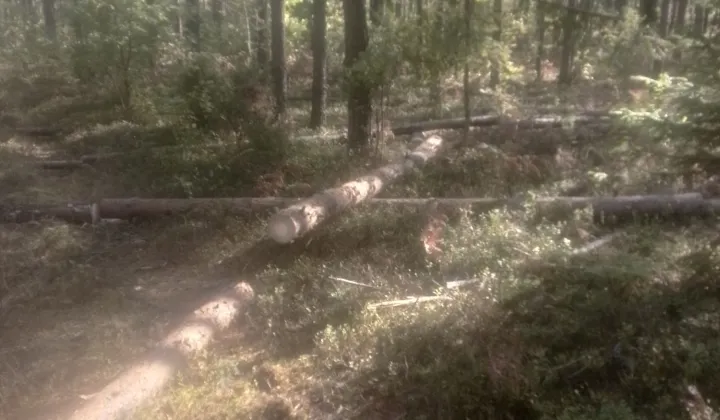 Działka leśna Hajnówka