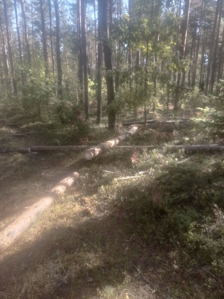 Działka leśna Hajnówka