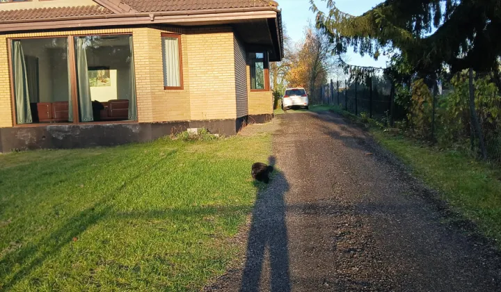 dom wolnostojący, 6 pokoi Cesarka