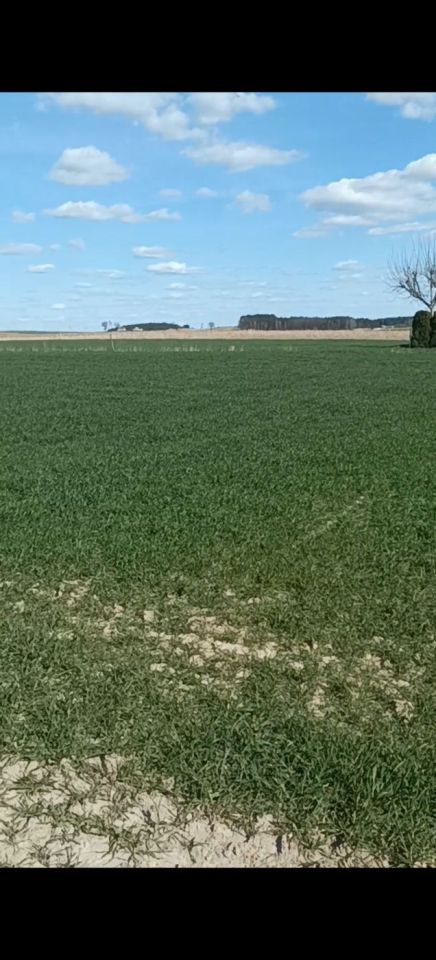 Działka budowlana Łabiszyn-Wieś. Zdjęcie 3