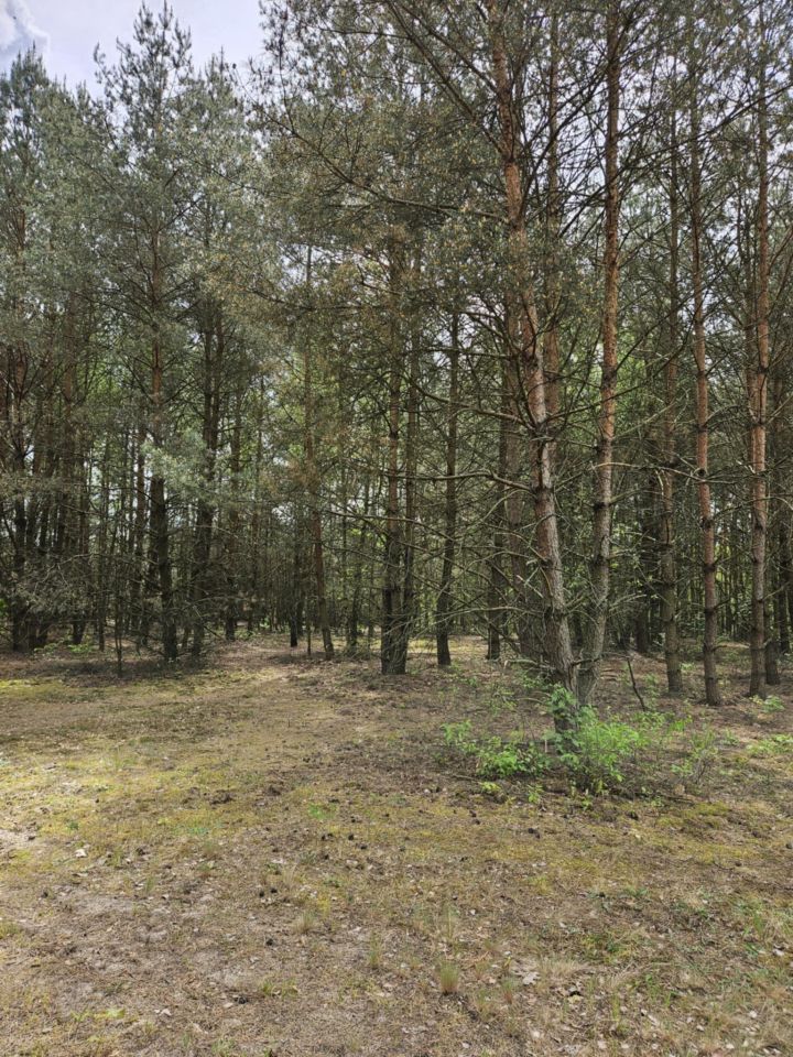 Działka rolno-budowlana Radziwiłłów, ul. Kota Filemona. Zdjęcie 6