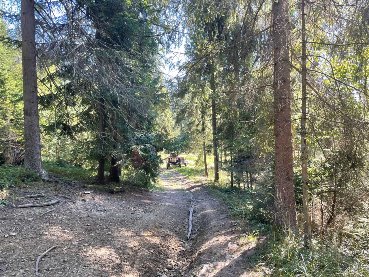 Działka leśna Lipnica Wielka. Zdjęcie 3