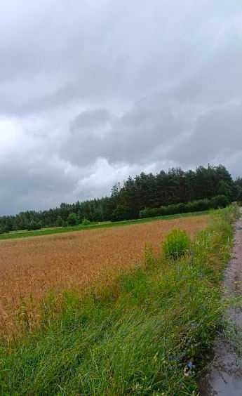 Działka rolna Wasilków Panerka. Zdjęcie 4