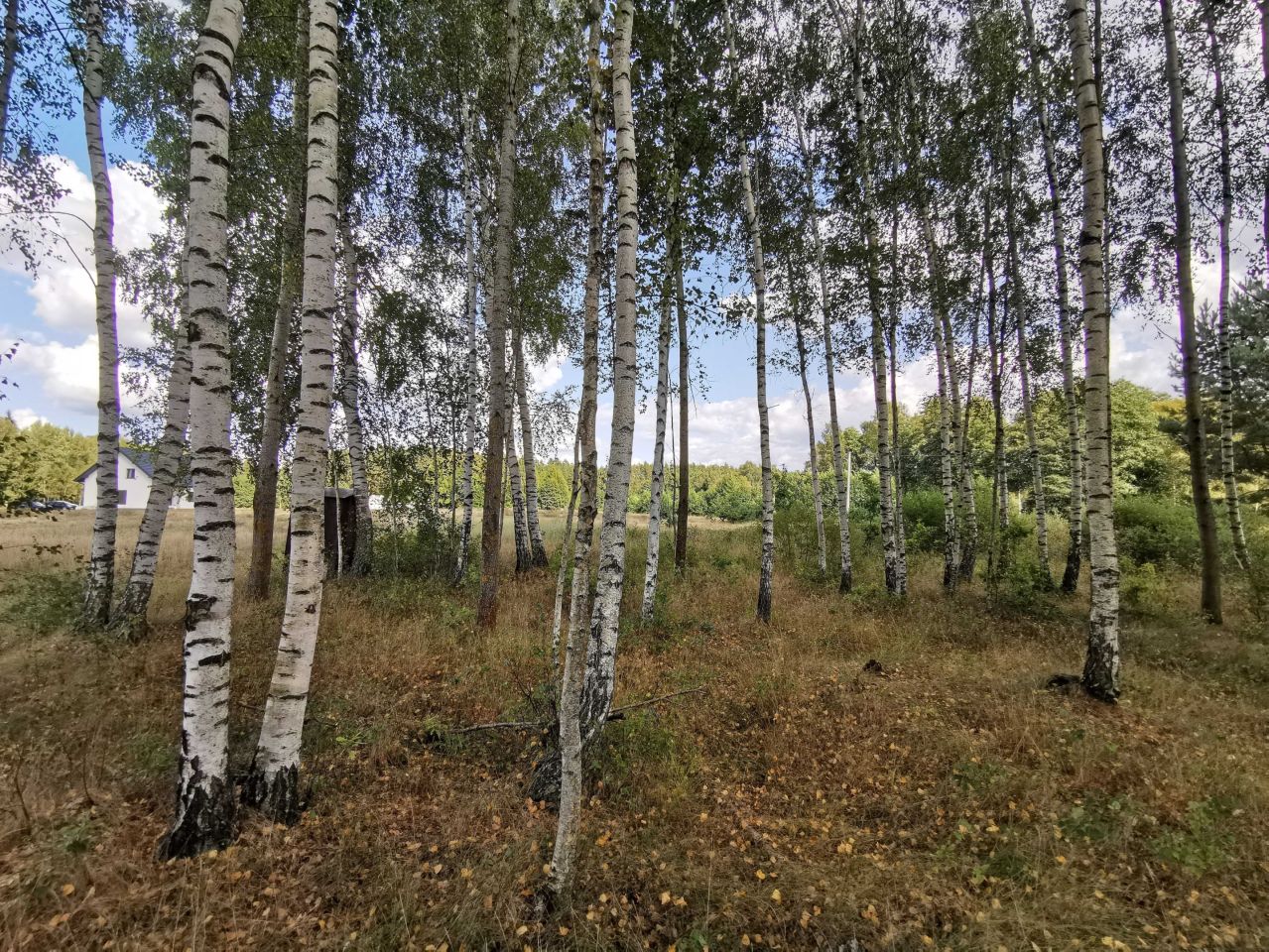 Działka budowlana Strękowizna. Zdjęcie 5
