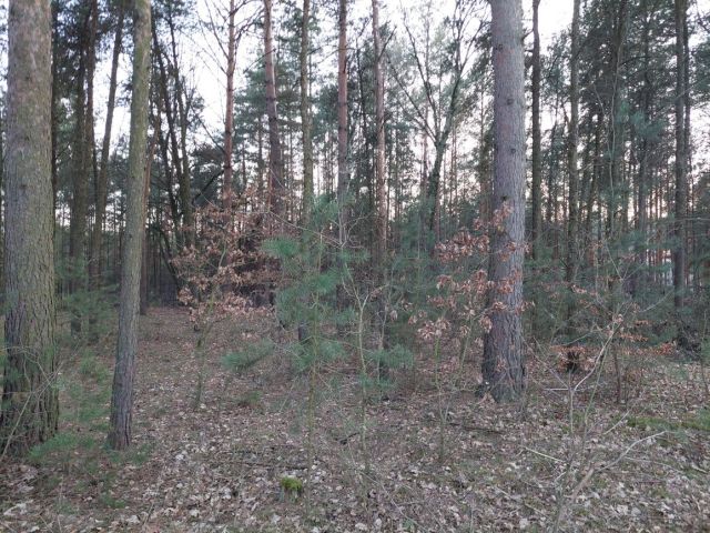 Działka leśna Kębliny. Zdjęcie 1