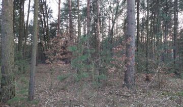 Działka leśna Kębliny