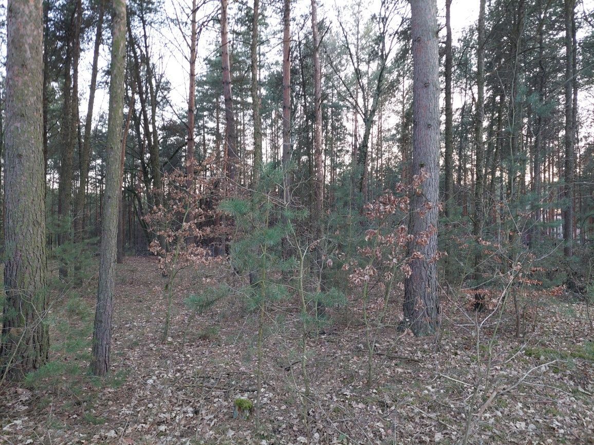 Działka leśna Kębliny