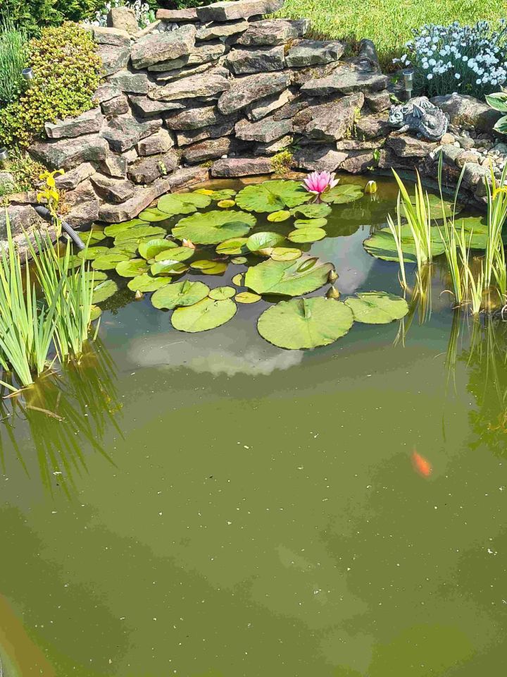 Działka rod Budy-Strzyże. Zdjęcie 8