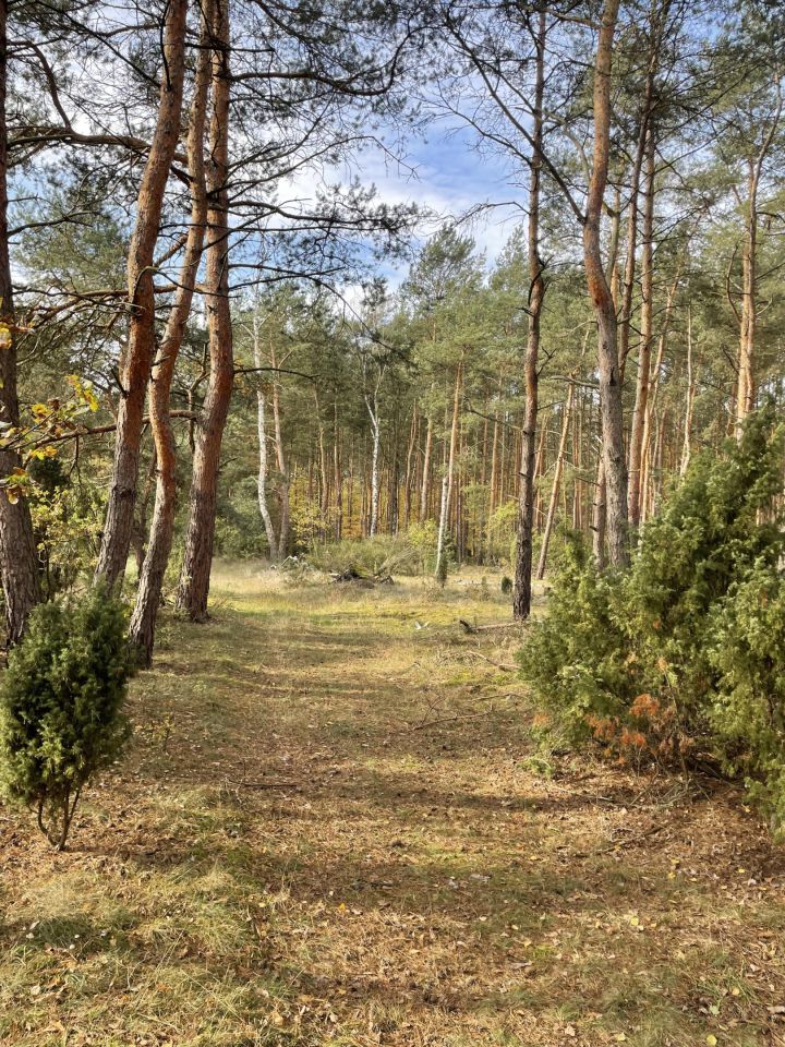 Działka rolna Tomaszów Mazowiecki Starzyce, ul. Krańcowa. Zdjęcie 4
