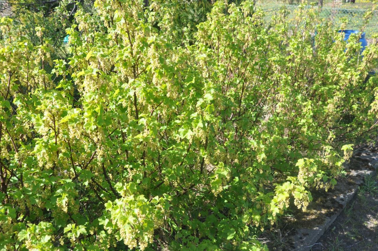 Działka rod Koszalin. Zdjęcie 3