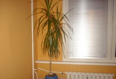 Mieszkanie 3-pokojowe Toruń Rubinkowo. Zdjęcie 6