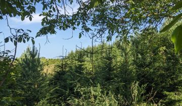 dom wolnostojący Witunia, ul. Ogrodowa