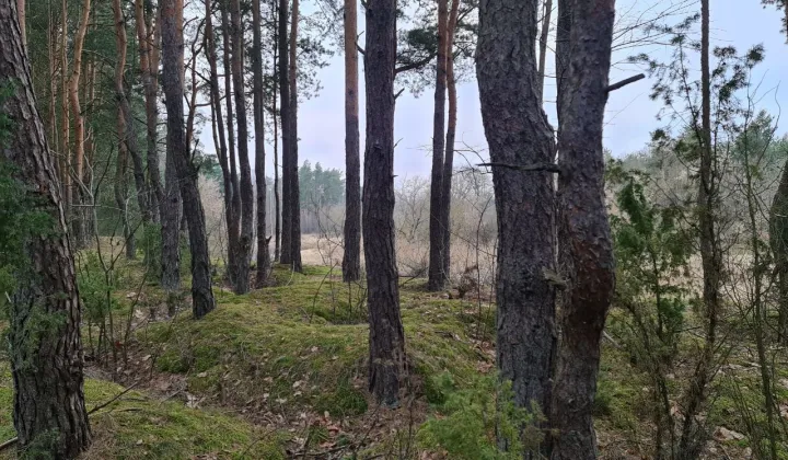 Działka leśna Brzóza, ul. Sokoły Letnisko