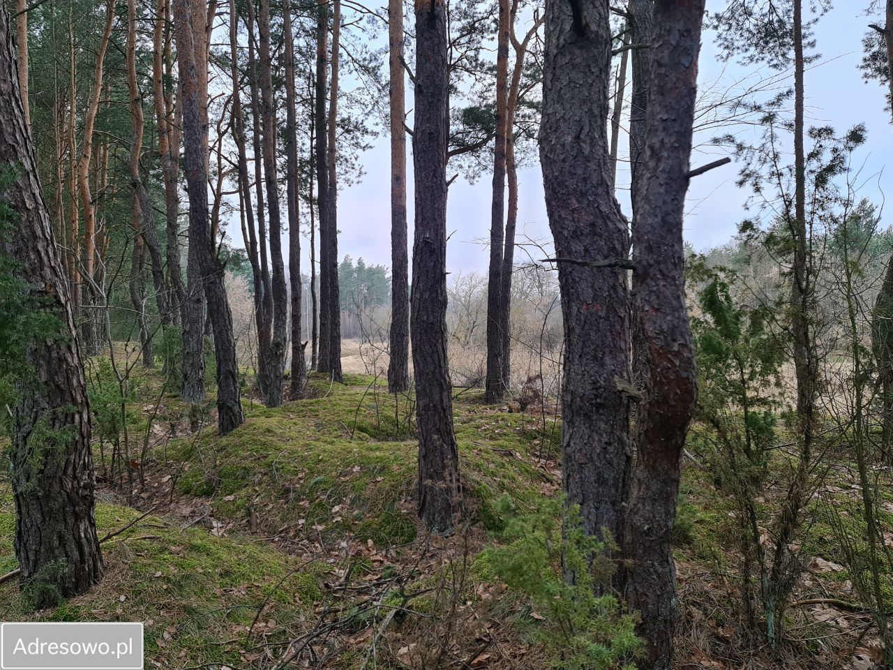 Działka leśna Brzóza, ul. Sokoły Letnisko