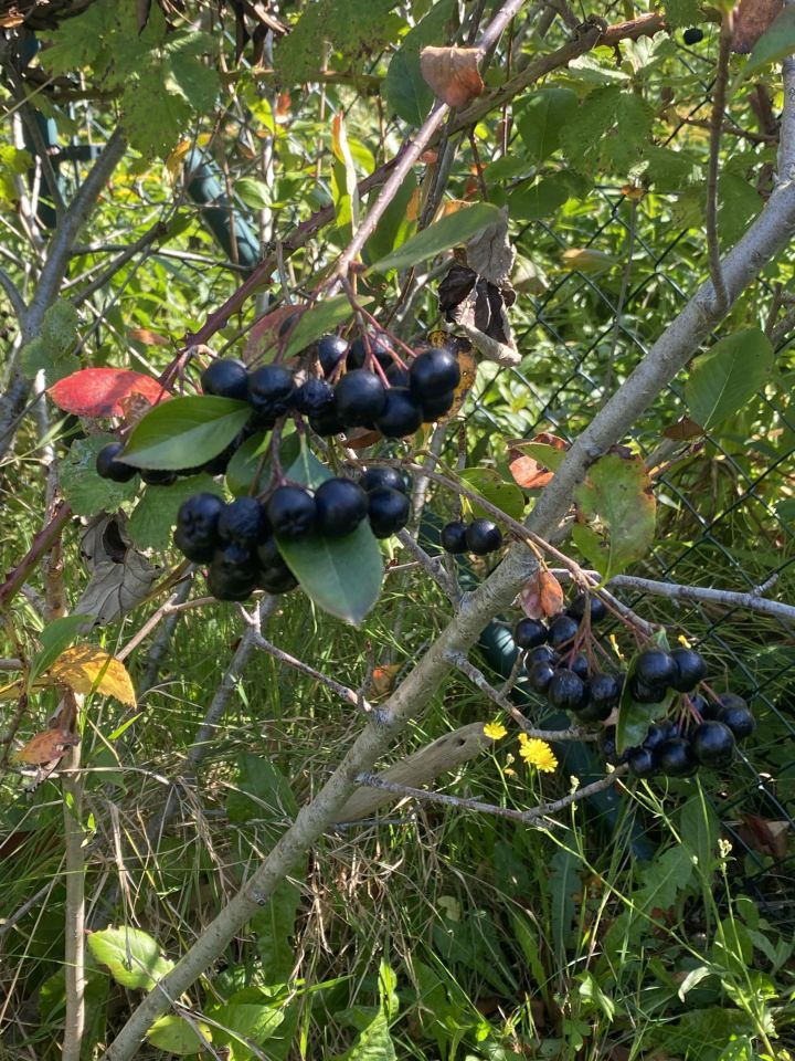 Działka rod Gdynia Mały Kack, ul. Grodnieńska. Zdjęcie 28
