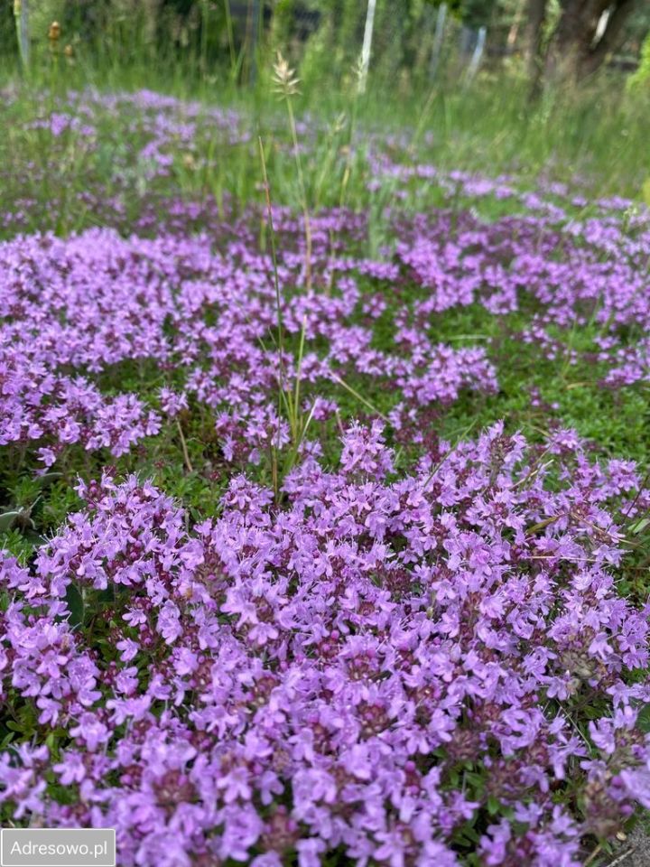 Działka budowlana Tyborów. Zdjęcie 20