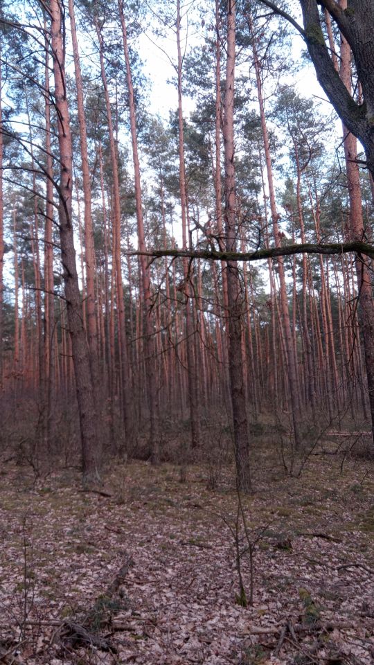 Działka leśna Wólka Radzymińska, ul. Leśna. Zdjęcie 8