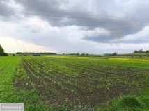 Działka budowlana Bogunów, ul. Ogrodowa. Zdjęcie 4