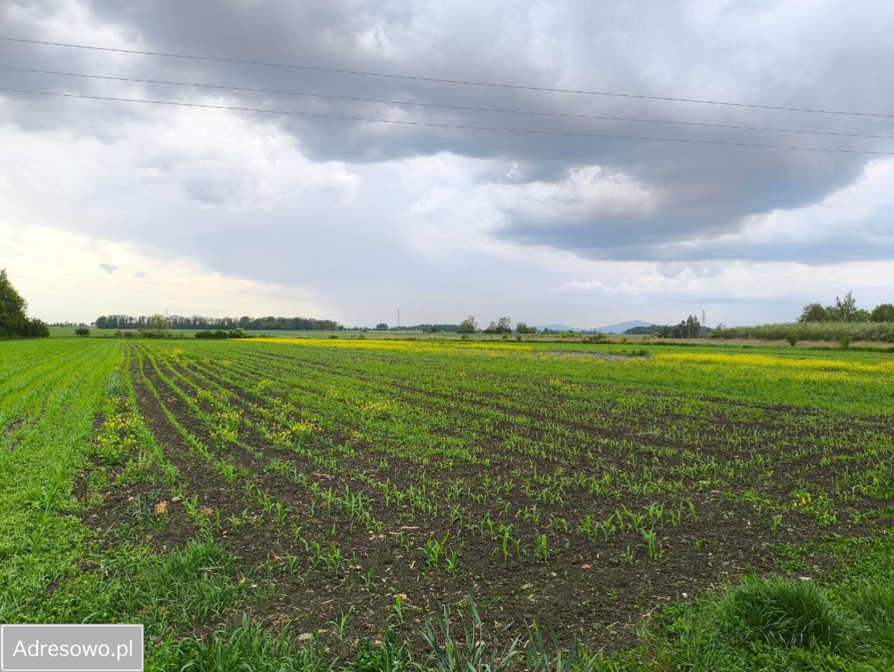 Działka budowlana Bogunów, ul. Ogrodowa. Zdjęcie 5