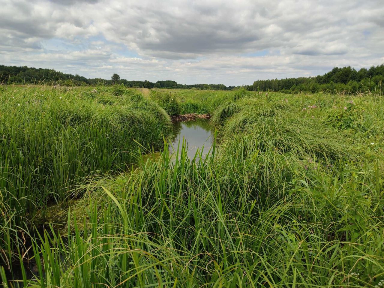 Działka rekreacyjna Mniszek Podbór. Zdjęcie 3