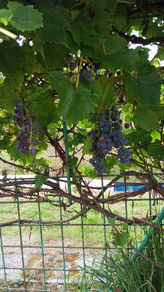 Działka rod Mielec. Zdjęcie 3