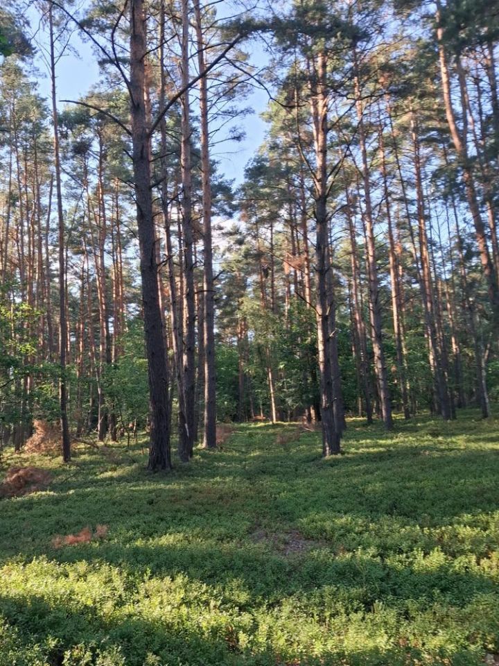 Działka leśna Krzyżówka. Zdjęcie 7