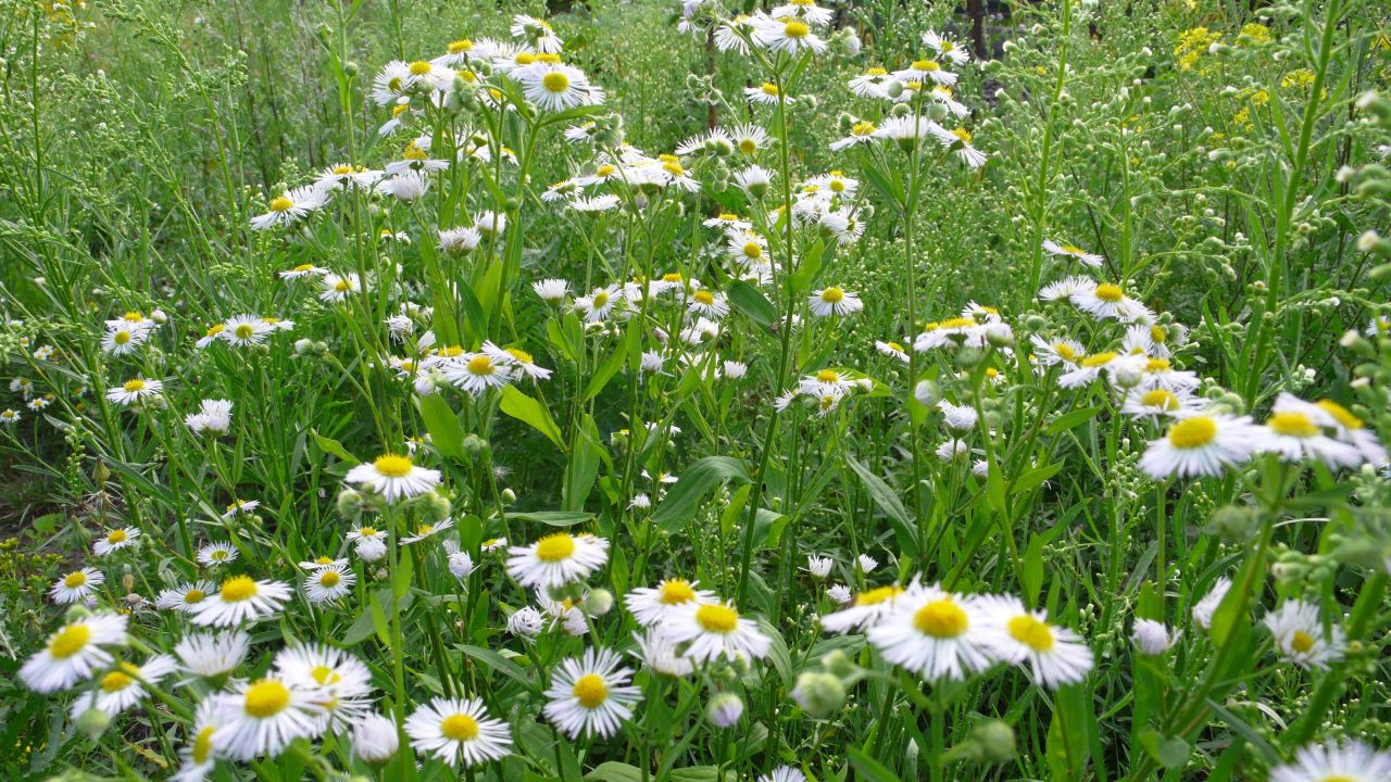 Działka budowlana Krępice, ul. Słoneczna. Zdjęcie 2