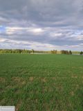 Działka rolno-budowlana Jabłonowo. Zdjęcie 4