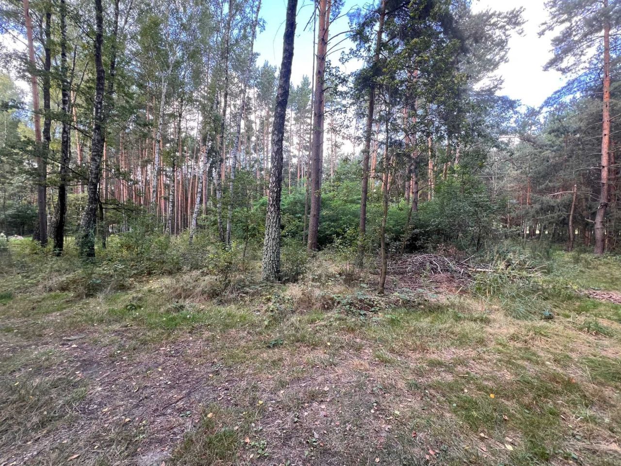 Działka rolna Daniszewice. Zdjęcie 8