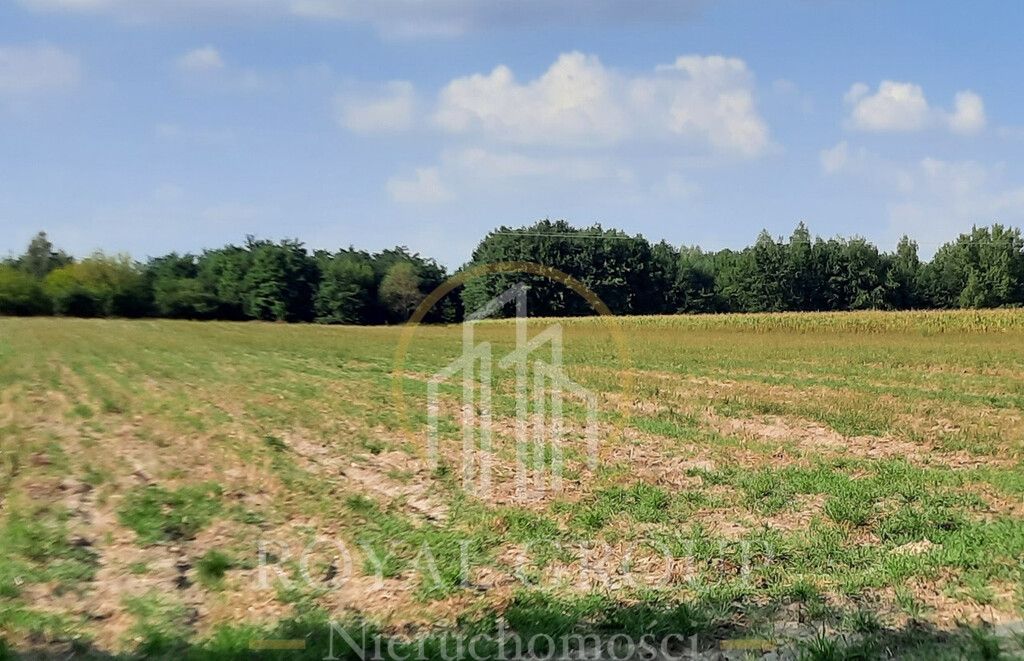 Działka rolna Rudno. Zdjęcie 3