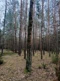 Działka leśna Jamborek. Zdjęcie 3