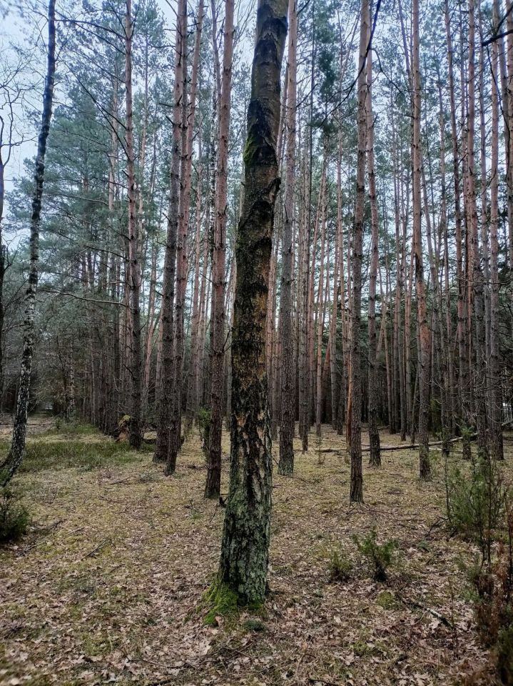 Działka leśna Jamborek. Zdjęcie 4