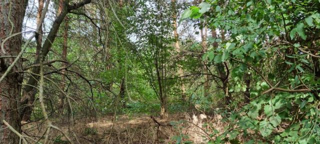 Działka budowlana Strzeniówka. Zdjęcie 3