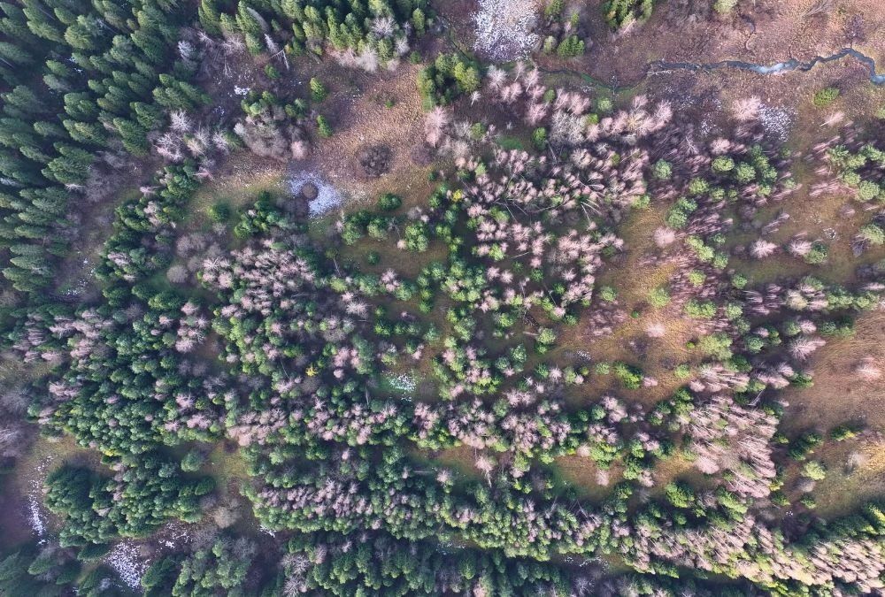 Działka rolna Czarna. Zdjęcie 7