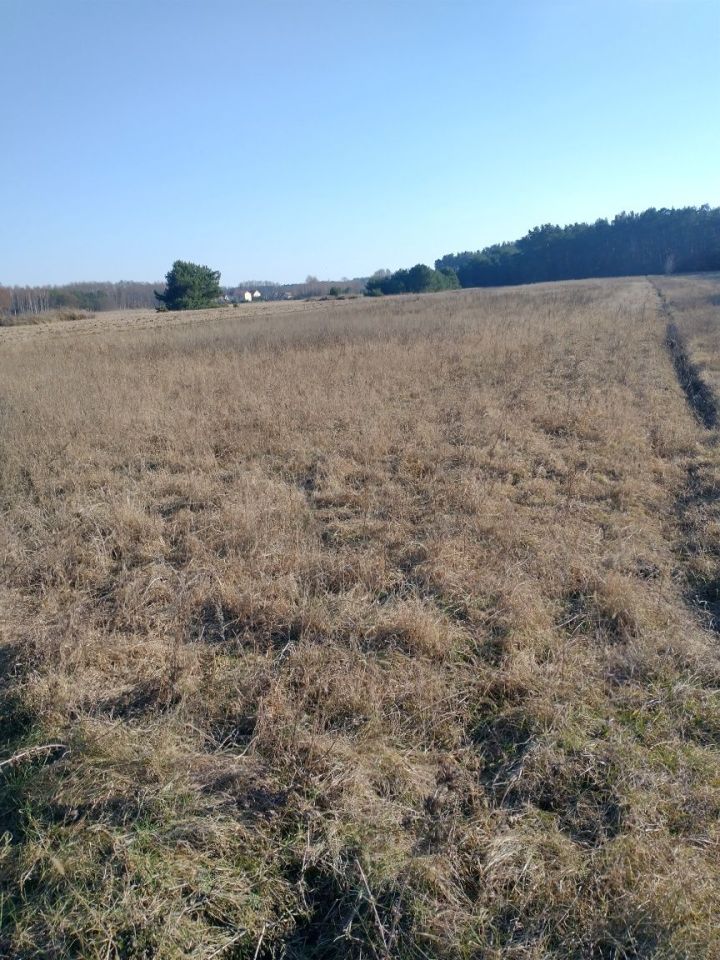 Działka siedliskowa Dziadowice-Folwark. Zdjęcie 3