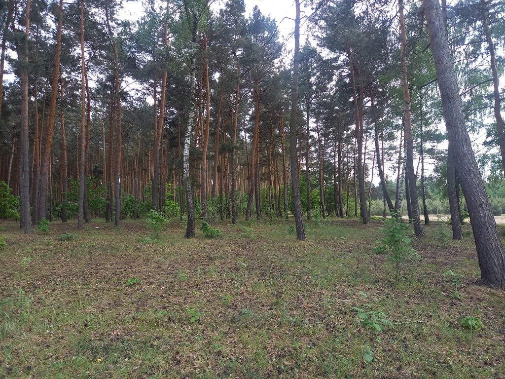 Działka inwestycyjna Wręcza. Zdjęcie 7