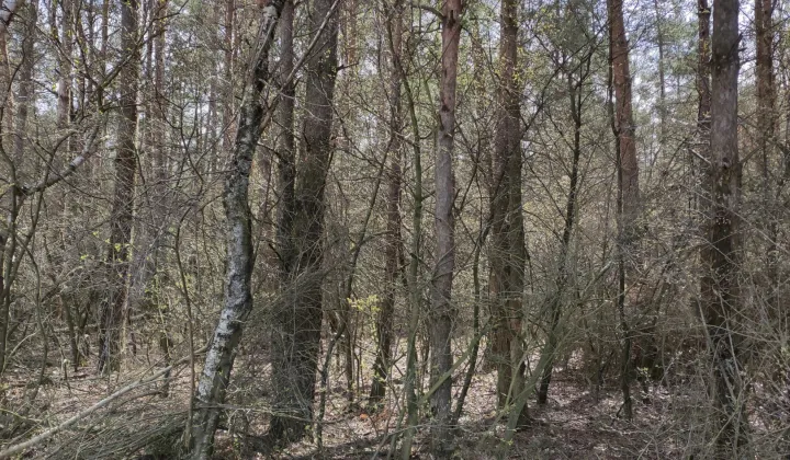 Działka leśna Nowe Łubki