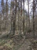 Działka leśna Nowe Łubki