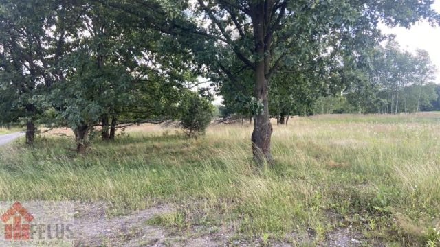 Działka siedliskowa Przeginia Narodowa. Zdjęcie 5