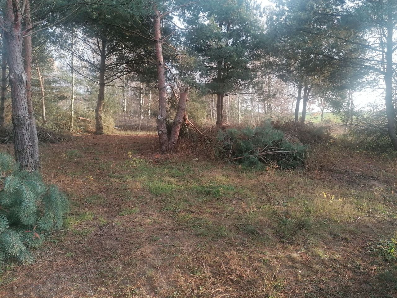 Działka rolna Kępina. Zdjęcie 10